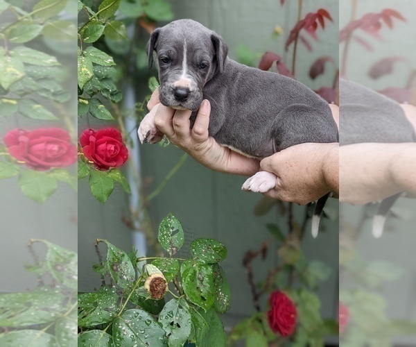 Medium Photo #11 Great Dane Puppy For Sale in GREENVILLE, NC, USA