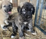 Small Photo #7 Anatolian Shepherd Puppy For Sale in ROBSTOWN, TX, USA