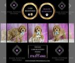 Small Photo #78 Poodle (Toy) Puppy For Sale in WARSAW, IN, USA