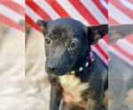 Small #11 Chihuahua Mix