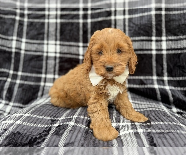Medium Photo #4 Cock-A-Poo Puppy For Sale in LAKELAND, FL, USA