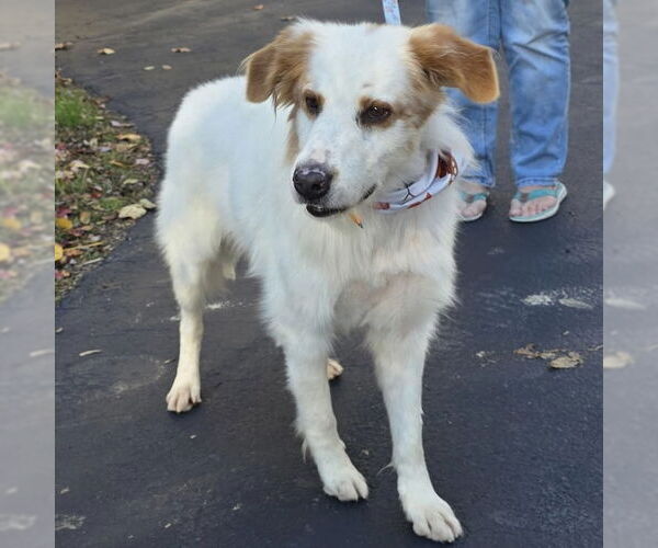 Medium Photo #2 Sheprador Puppy For Sale in Batavia, OH, USA