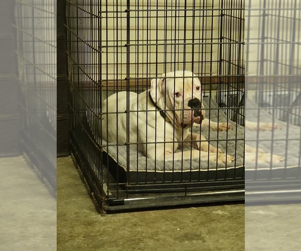 Medium Photo #1 American Bulldog Puppy For Sale in HENRICO, VA, USA