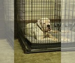 Small Photo #1 American Bulldog Puppy For Sale in HENRICO, VA, USA