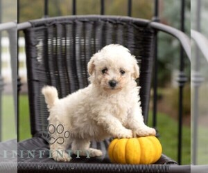 Bichon Frise Puppy for sale in HONEY BROOK, PA, USA