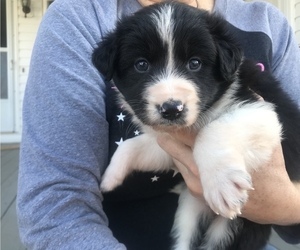 Border-Aussie Puppy for sale in CHIMNEY ROCK, NC, USA