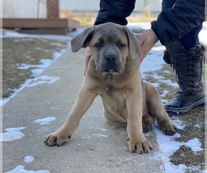 Cane Corso Puppy for sale in LANCASTER, PA, USA