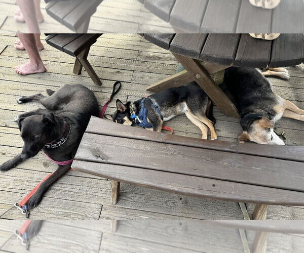 Medium Photo #11 Labrador Retriever-Unknown Mix Puppy For Sale in Rockaway, NJ, USA