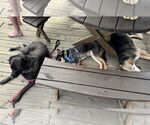 Small #10 Labrador Retriever Mix