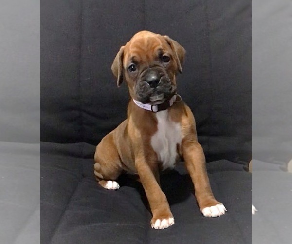 Medium Photo #7 Boxer Puppy For Sale in APPLE CREEK, OH, USA