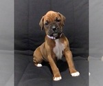 Small #6 Boxer
