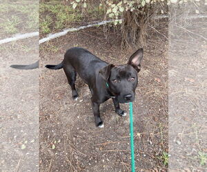 Staffordshire Bull Terrier-Unknown Mix Dogs for adoption in San Diego, CA, USA