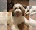 Small Photo #1 Saint Berdoodle Puppy For Sale in PAW PAW, MI, USA