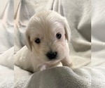 Puppy June Goldendoodle