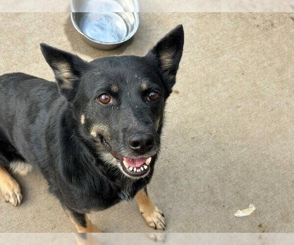 Medium Photo #2 German Shepherd Dog-Unknown Mix Puppy For Sale in Tulsa, OK, USA