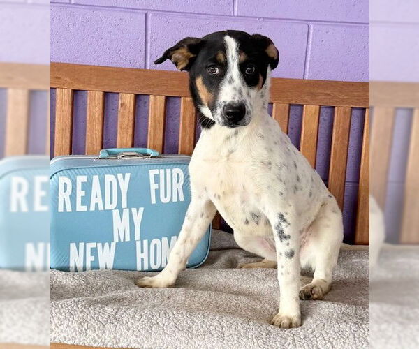 Medium Photo #1 Mutt Puppy For Sale in Genesee, WI, USA