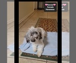 Kenzie - Female Havanese Puppy for Sale - Photo #3