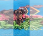 Small Photo #21 Yorkshire Terrier Puppy For Sale in AKRON, OH, USA