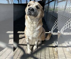 Mutt Dogs for adoption in Lovelock, NV, USA