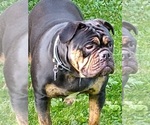 Small Photo #1 Olde English Bulldogge Puppy For Sale in CONFLUENCE, PA, USA