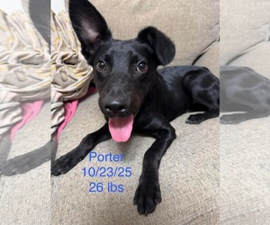 Mutt Dogs for adoption in Wakefield, RI, USA