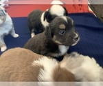 Small Photo #6 Miniature Australian Shepherd Puppy For Sale in BETHANY, IL, USA