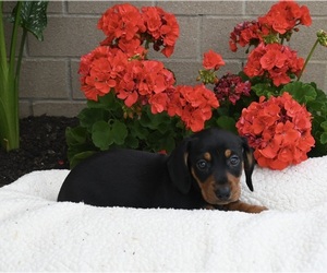 Dachshund Puppy for sale in FREDERICKSBURG, OH, USA
