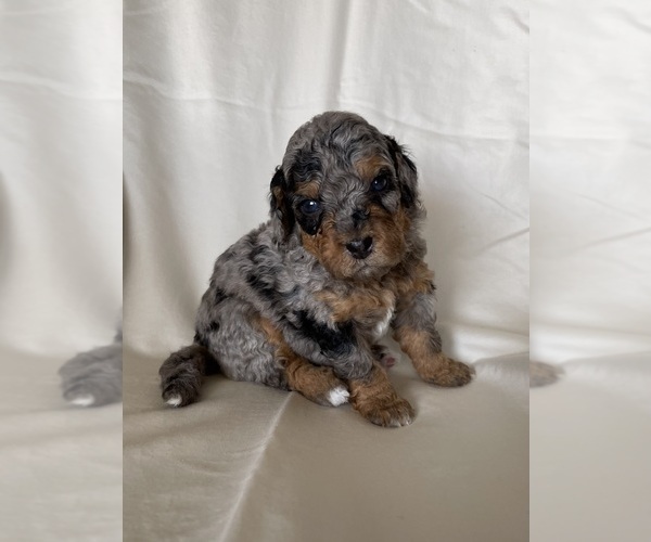 Medium Photo #5 Miniature Bernedoodle Puppy For Sale in BLOOMINGTON, IL, USA