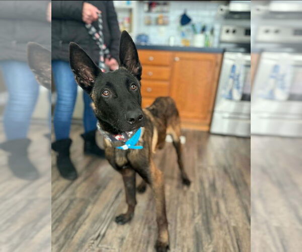 Medium Photo #2 Mutt Puppy For Sale in Imlay City, MI, USA