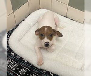 Medium American Pit Bull Terrier
