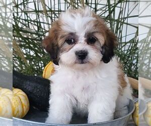 Zuchon Puppy for sale in ARTHUR, IL, USA