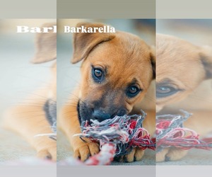 Boxer-Retriever  Mix Dogs for adoption in Rustburg, VA, USA
