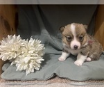 Small #2 Pembroke Welsh Corgi