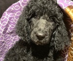 Small Photo #2 Poodle (Standard) Puppy For Sale in ABBEVILLE, LA, USA