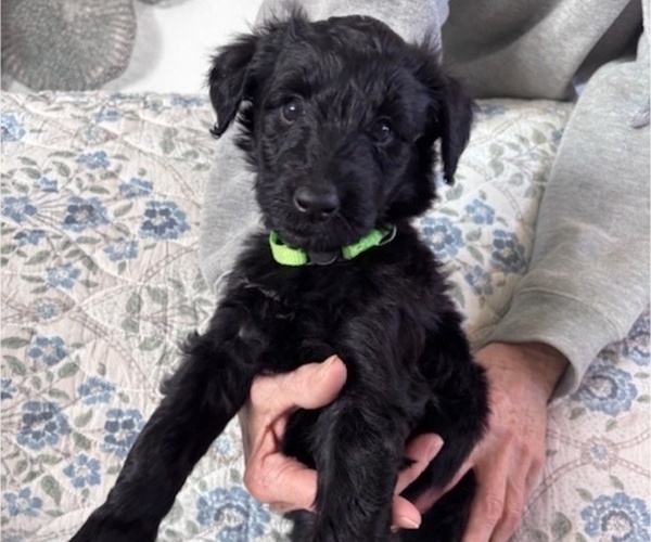 Medium Photo #3 Schnoodle (Giant) Puppy For Sale in ANDERSON, CA, USA