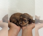 Small #12 Bernedoodle (Miniature)
