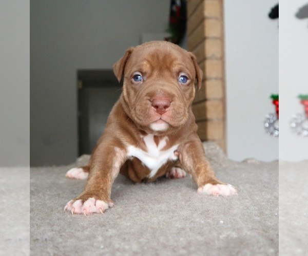 Medium Photo #2 American Bully Puppy For Sale in PALMDALE, CA, USA
