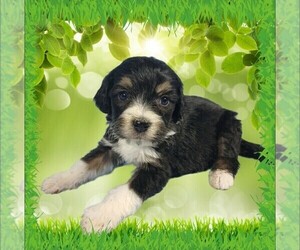 Medium Bernedoodle (Miniature)