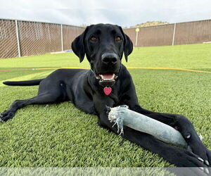 Labrador Retriever Dogs for adoption in Clovis, CA, USA