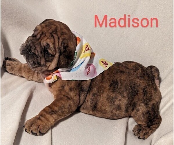 Medium Photo #2 Bulldog Puppy For Sale in GREEN FOREST, AR, USA