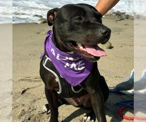 *PAISLEY - Female Mutt Dog for Adoption - Photo #2