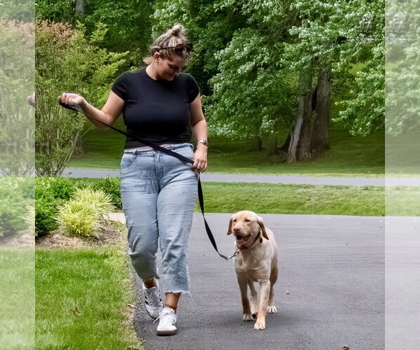 Medium Photo #11 Labrador Retriever Puppy For Sale in Arlington, VA, USA