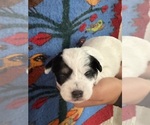 Small #1 Pembroke Welsh Corgi-Poodle (Miniature) Mix