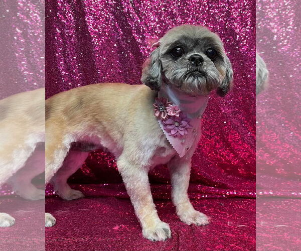 Medium Photo #6 Shih Tzu Puppy For Sale in Brooklyn Center, MN, USA