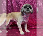 Small #5 Shih Tzu