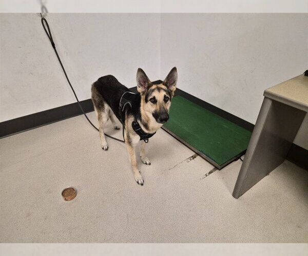 Medium Photo #1 German Shepherd Dog Puppy For Sale in Corona, CA, USA