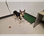 Small German Shepherd Dog
