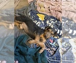 Puppy Puppy 5 Airedale Terrier