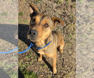 Mutt Dogs for adoption in Blacksburg, SC, USA