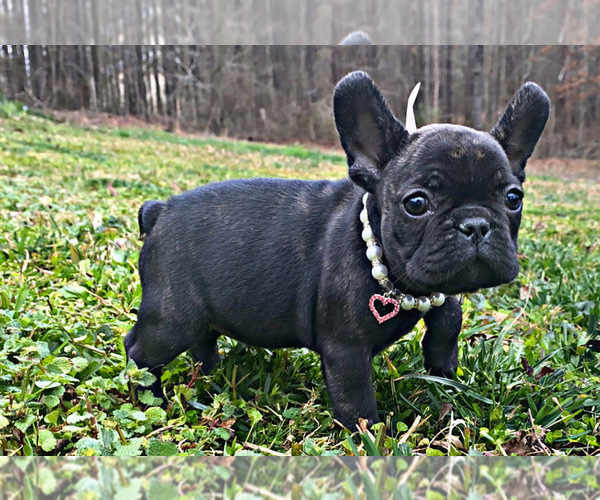 Medium Photo #1 French Bulldog Puppy For Sale in LOCUST GROVE, GA, USA